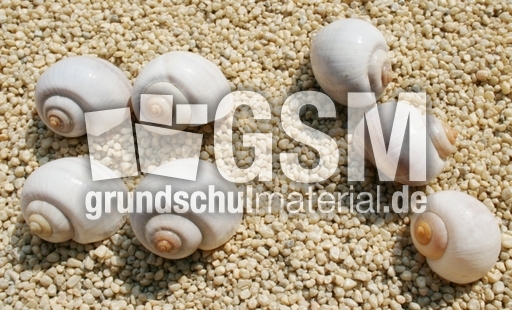 Schneckenhäuser-4+3.jpg